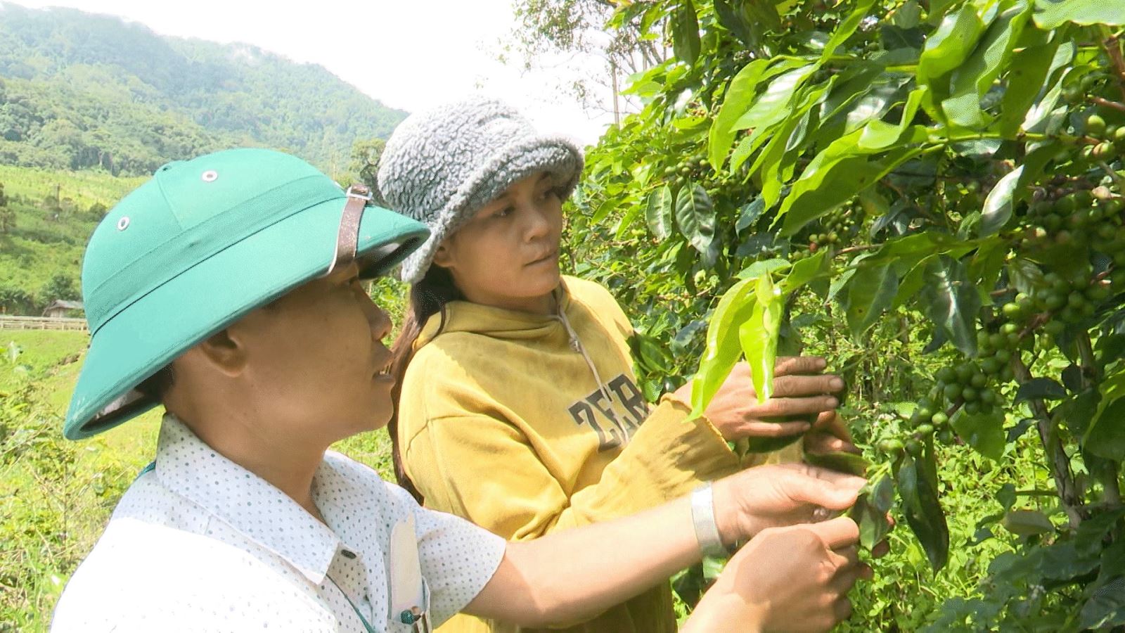 Khôi phục và phát triển cây cà phê xứ lạnh đến năm 2025, định hướng đến năm 2030 trên địa bàn huyện Đăk Glei
