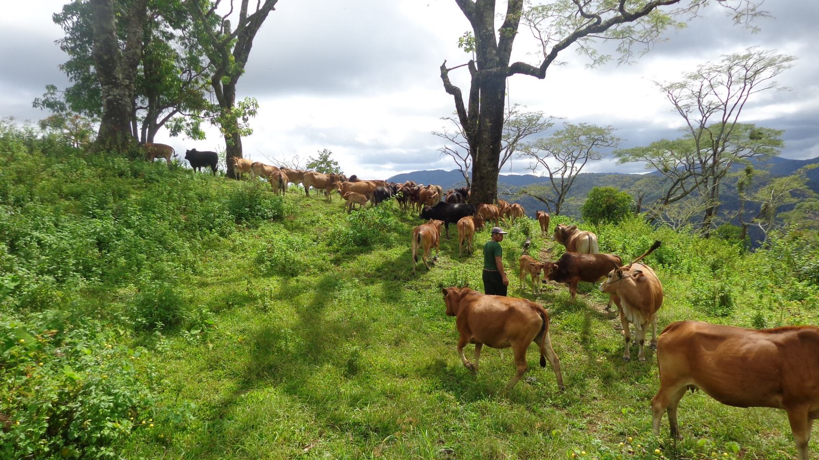 Quy hoạch vùng chăn nuôi gia súc tập trung có quy mô, chuyển từ chăn thả tự nhiên sang chăn nuôi có chuồng trại, gắn với công tác phòng, chống dịch bệnh