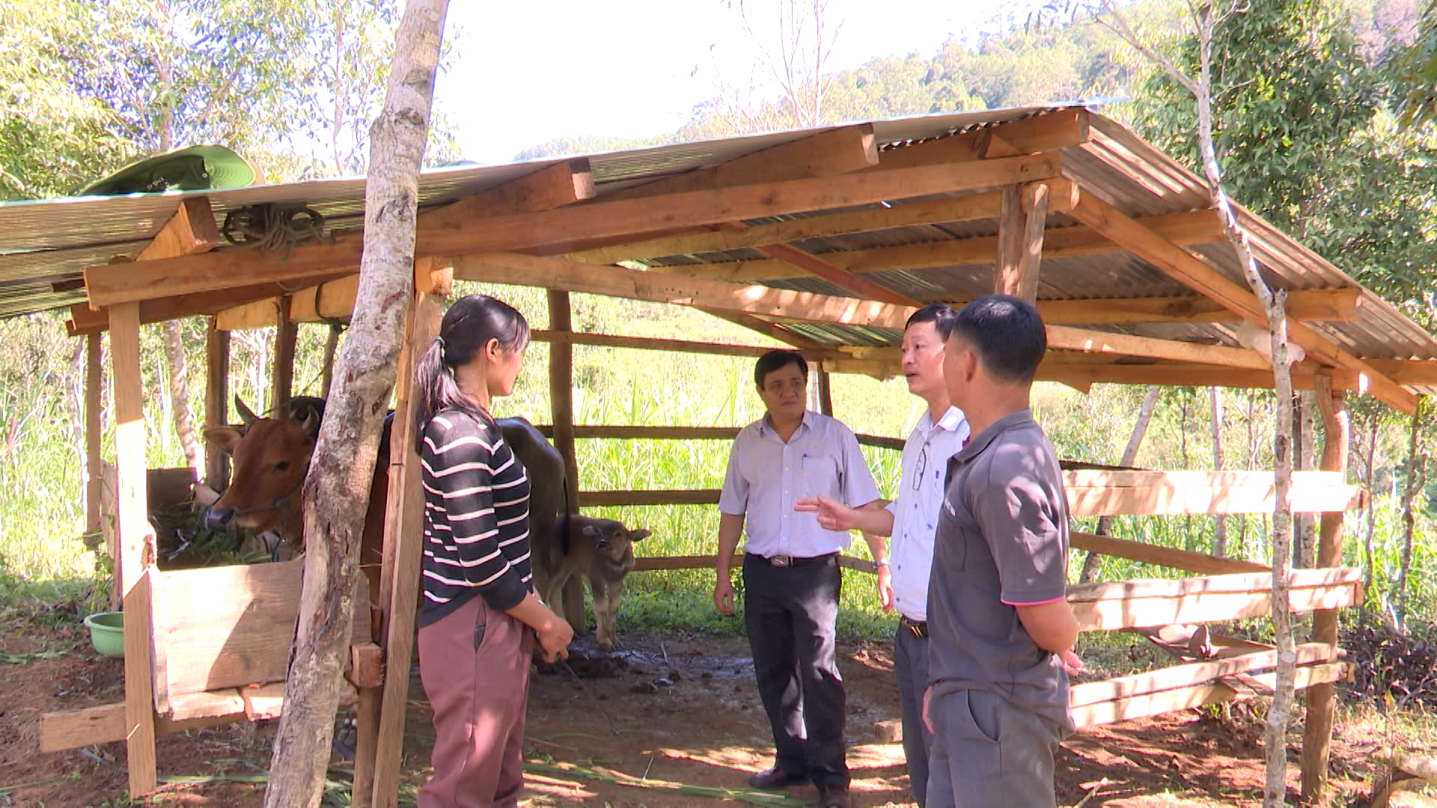 Hỗ trợ người dân thực hiện mô hình phòng, chống đói, rét cho đàn trâu, bò trên địa bàn huyện Đăk Glei