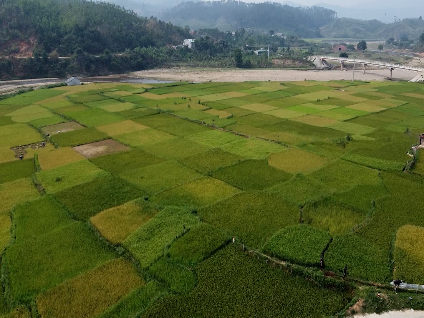 Hơn 90% diện tích lúa Đông Xuân đảm bảo nước tưới