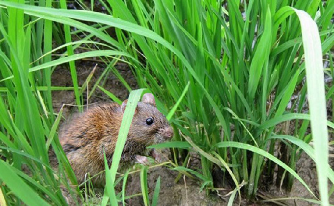 Tổ chức thực hiện công tác phòng, chống chuột bảo vệ sản xuất trồng trọt.