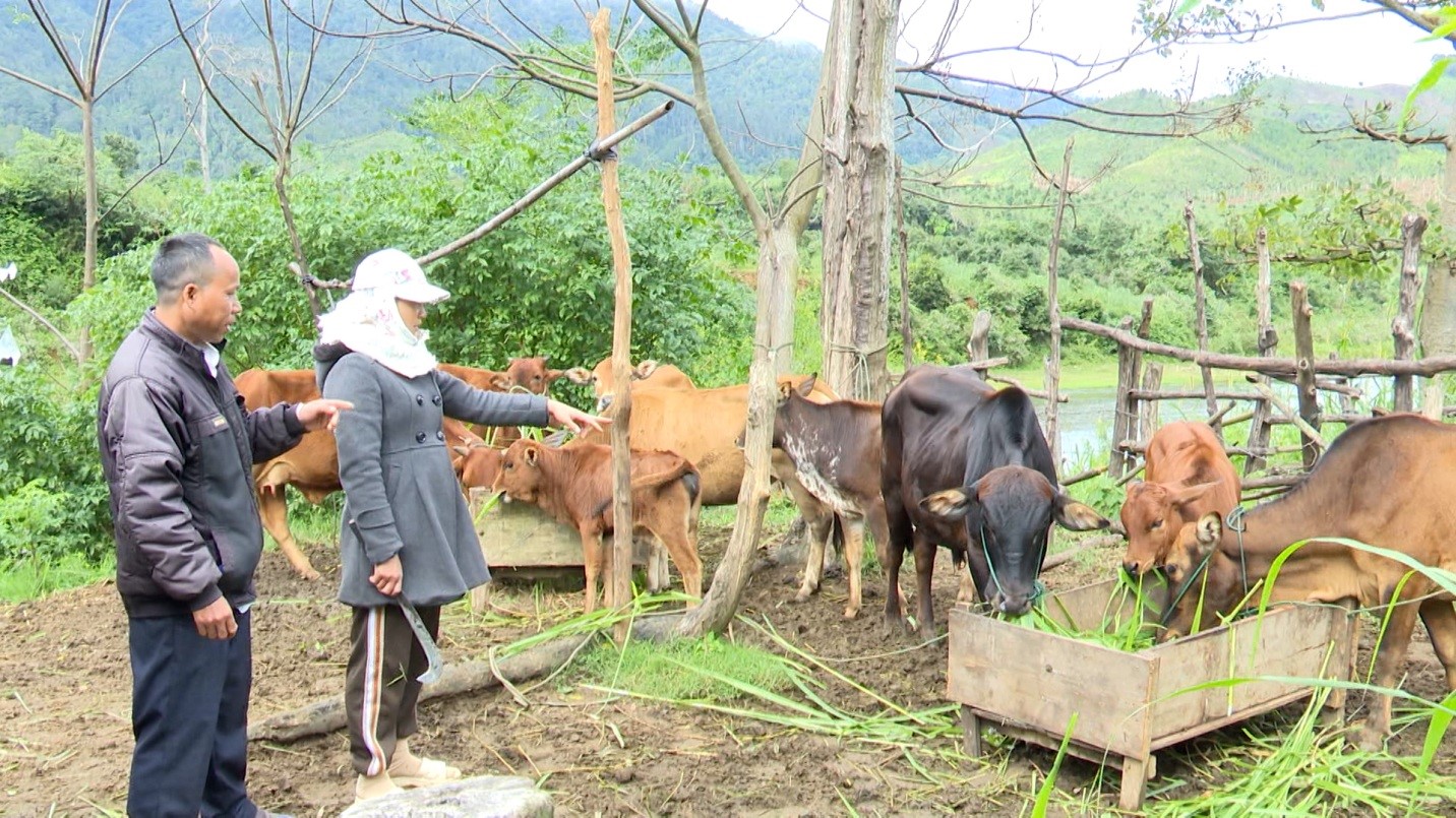 Chủ động phòng chống đói rét cho đàn gia súc trên địa bàn huyện
