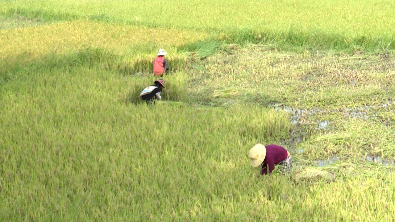 Bà con huyện Đăk Glei Khẩn trương thu hoạch lúa Đông – Xuân